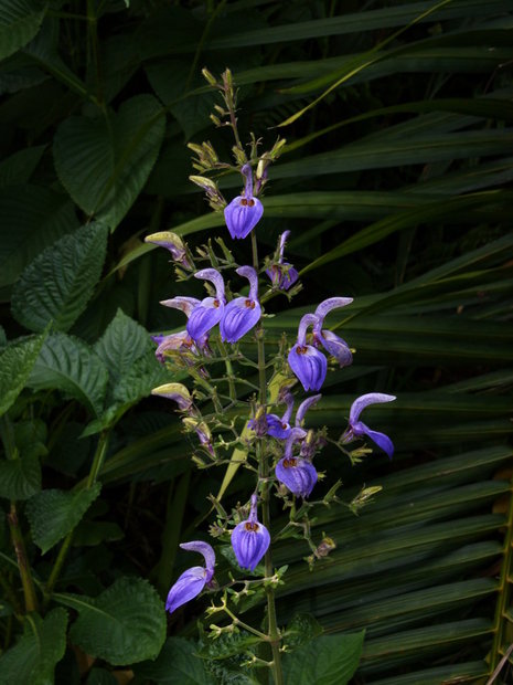 Цветы Brillantaisia owariensis