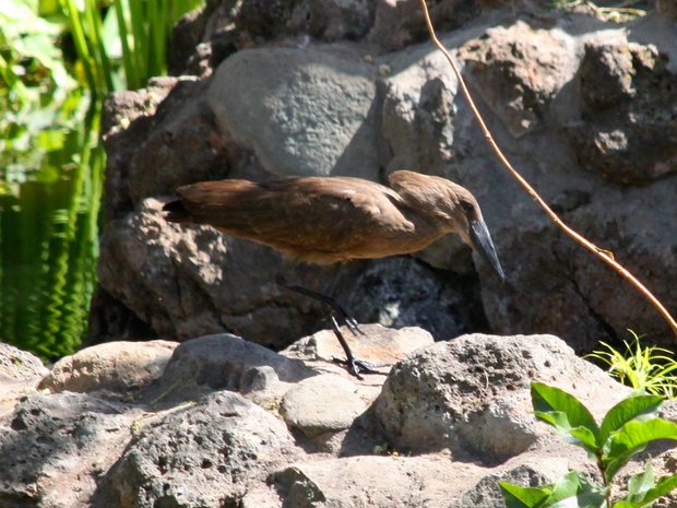 Молотоглав или теневая птица (Scopus umbretta) 