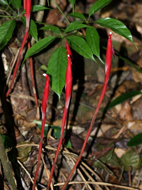 Hornstedtia Gracile (Zingiberaceae)