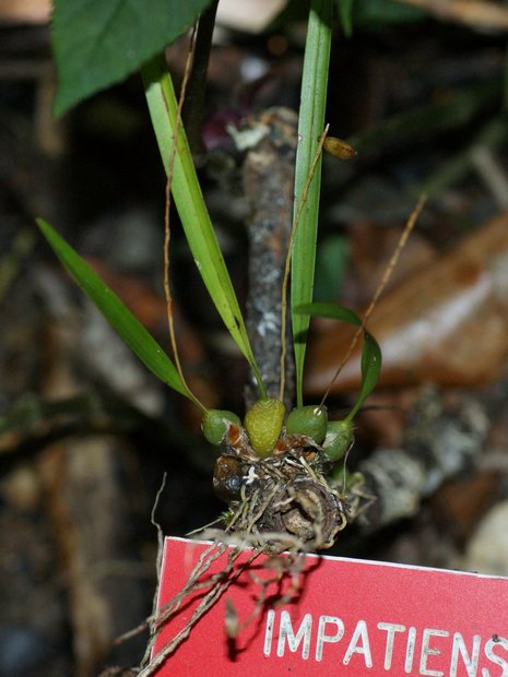 Крошечная орхидейка