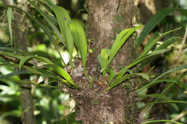 Орхидеи на стволе дерева