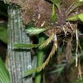 Орхидея Dendrobium kiauense 
