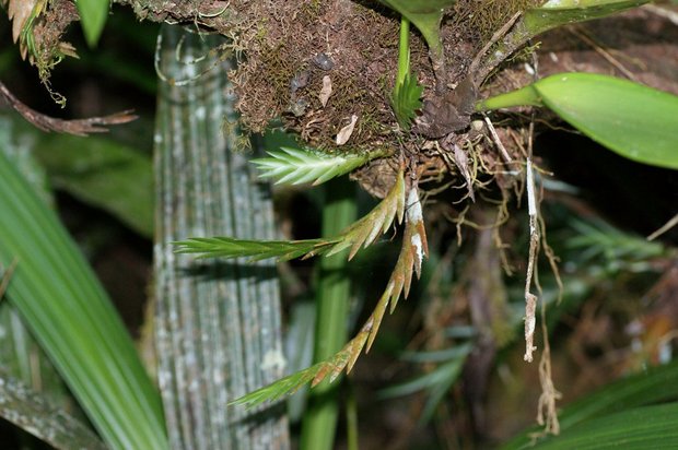 Орхидея Dendrobium kiauense 