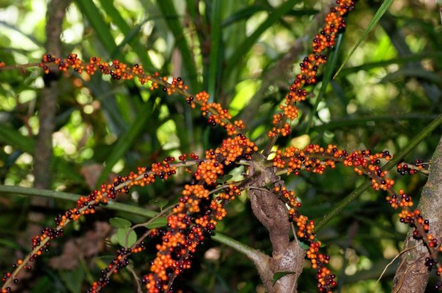 Schefflera bipalmatifolia 