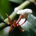 Цветок орхидеи (Cylindrolobus jenseniana - ?)