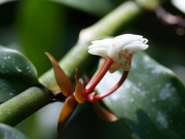 Цветок орхидеи (Cylindrolobus jenseniana - ?)