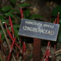 Hornstedtia Gracile (Zingiberaceae)