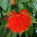 Браунея крупноголовчатая (Brownea grandiceps / Rose of Venezuela / Scarlet Flame)