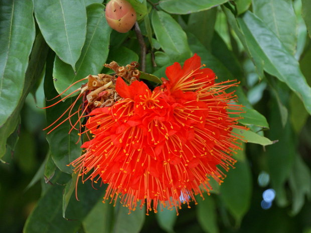 Браунея крупноголовчатая (Brownea grandiceps / Rose of Venezuela / Scarlet Flame)