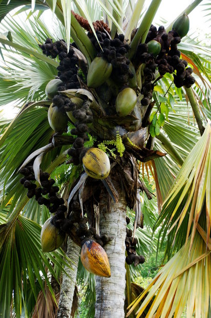 Coco de Mer (Lodoicea maldivica)