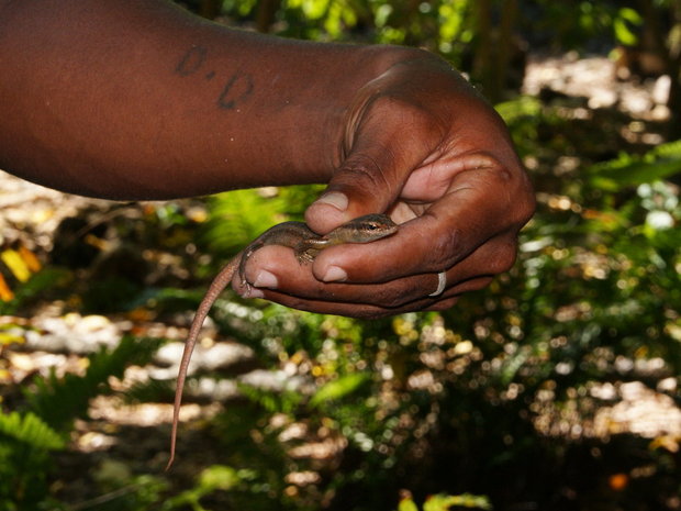Гид показывает эндемичную ящерицу (Mabuya seychellensis)
