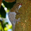 Линька Бронзового геккона (Ailuronyx sechellensis) 