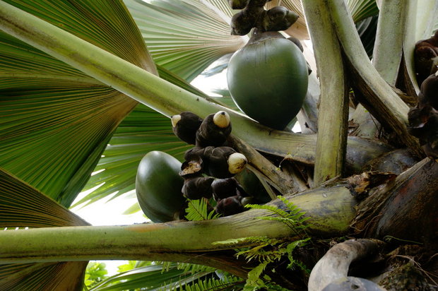 Плоды пальмы Коко де Мер