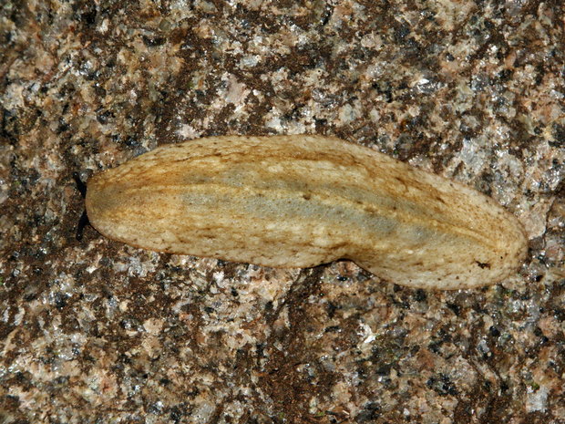 Улитка Vaginula seychellensis