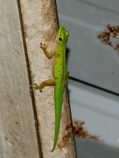Зеленый геккон