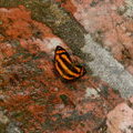 Бабочка  Symbrenthia lilaea lilaea 