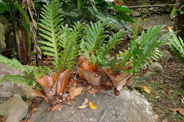 Корзиночный папоротник Drynaria species на камне