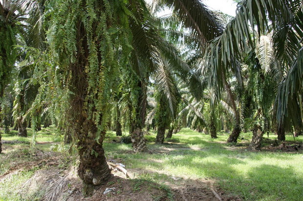 Плантации масляничной пальмы в штате Сабах