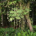Растительность Борнео