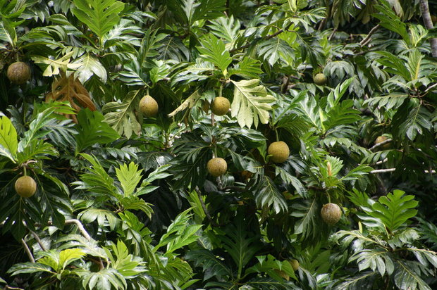 Плоды Хлебного дерева (Artocarpus altilis) 