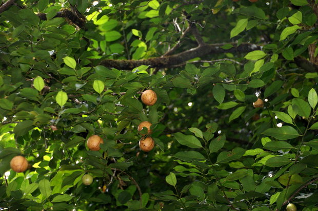 Плоды мускатного ореха на ветке