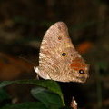 Сейшельская бабочка Melanitis leda
