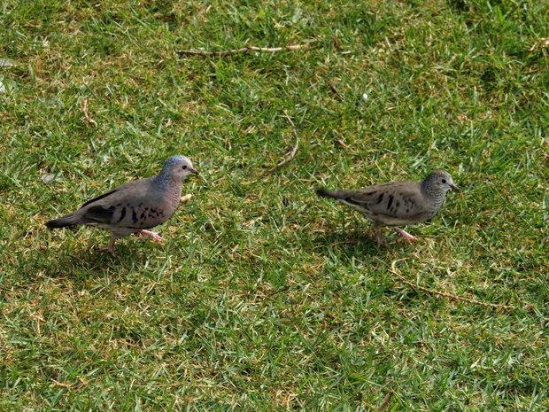 Воробьиные земляные горлицы (Common Ground Dove / Columbina passerina) 