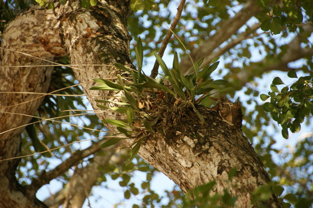 Орхидеи на дереве