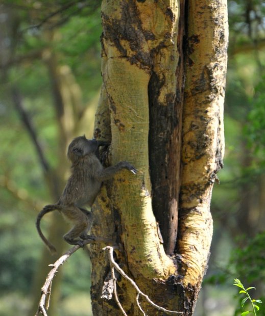 Малыш бабуина