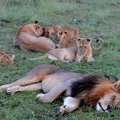 Семейка львов