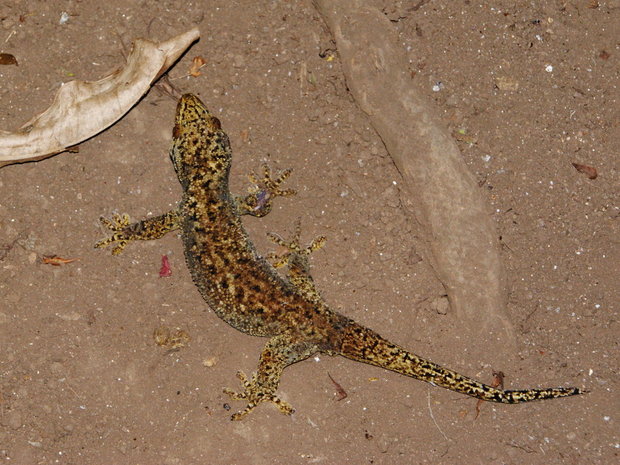 Бронзовый геккон 