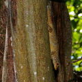 Бронзовый геккон, охраняющий кладку