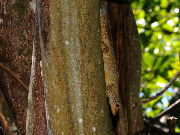 Бронзовый геккон, охраняющий кладку