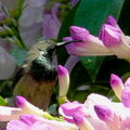 Нектарница на цветке (Сейшельская нектарница / Cinnyris dussumieri)