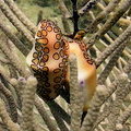 Обитатели Карибского моря (Язык фламинго или цифома толстая / Cyphoma gibbosa, ошибочно Cyphoma gibbosum)