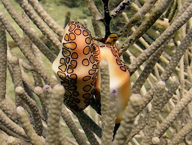 Обитатели Карибского моря (Язык фламинго или цифома толстая / Cyphoma gibbosa, ошибочно Cyphoma gibbosum)