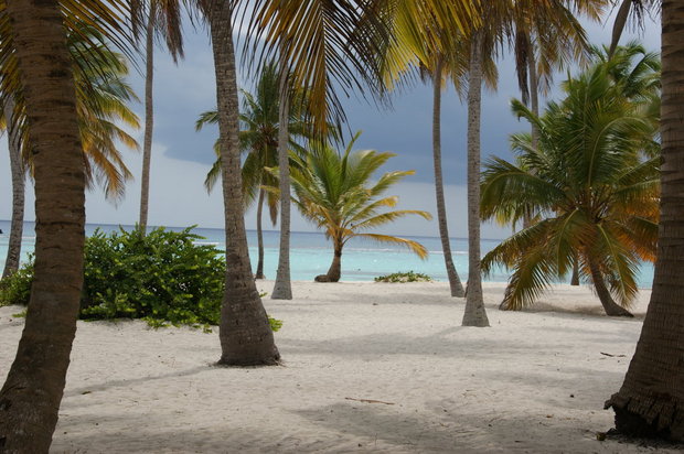 Пальмы острова Canto De La Playa