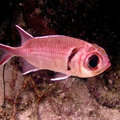 Паразит (Anilocra capensis) на рыбке 