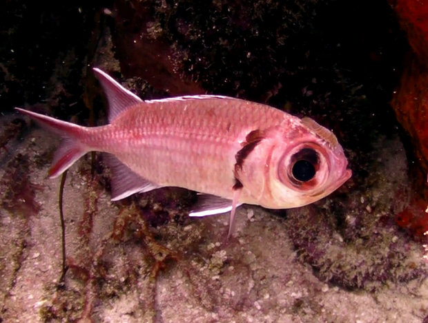 Паразит (Anilocra capensis) на рыбке 
