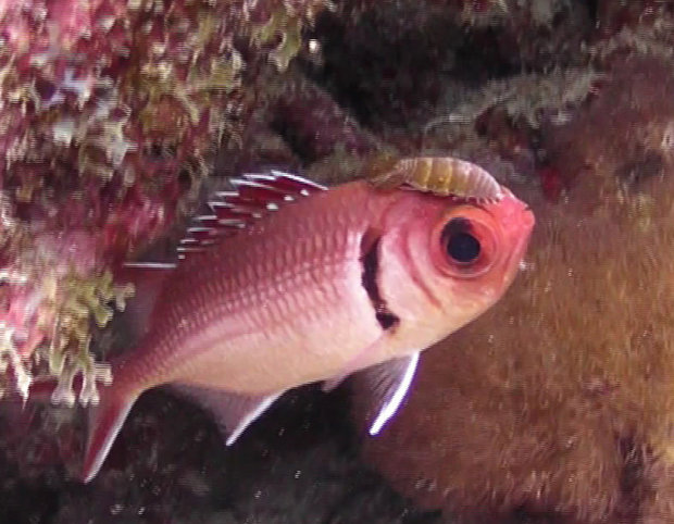 Паразит Anilocra capensis на рыбке