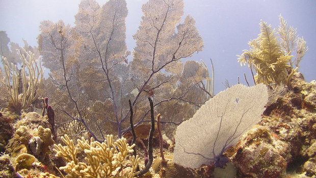 Подводный мир Карибского моря