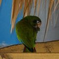 Попугай Черноухий амазон (Amazona ventralis)