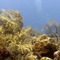 Просто красивый подводный пейзаж с коралами