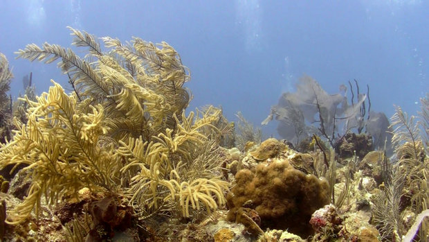 Просто красивый подводный пейзаж с коралами
