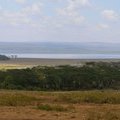 Кения. Озеро Накуру