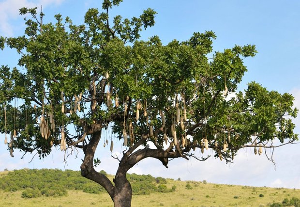 Кения. Сосисечное дерево