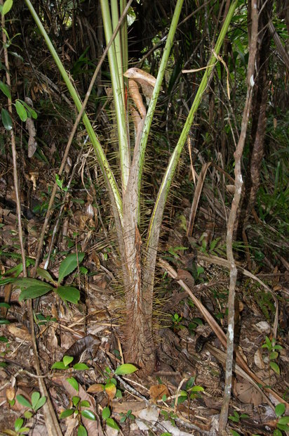 Молодая пальма Вершафеелтия блестящая (Verschaffeltia splendida)