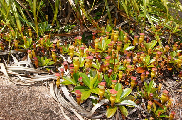 Nepenthes pervillei (Mount Copolia, Morne)
