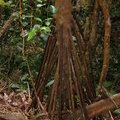 Воздушные корни пальмы Вершафеелтия блестящая (Verschaffeltia splendida)