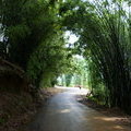 Бамбуковый тоннель